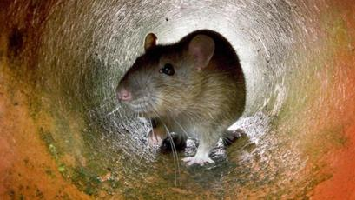 Curiosidades sobre os roedores
