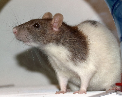 Ratos e Ratazanas conheça as diferenças entre os roedores