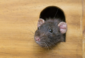Como o aquecimento global pode multiplicar a população de ratos