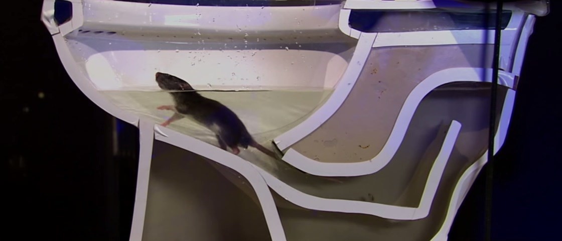 Existe bloqueador de vaso sanitário para ratos?
