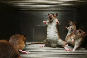 Naftalina espanta ratos