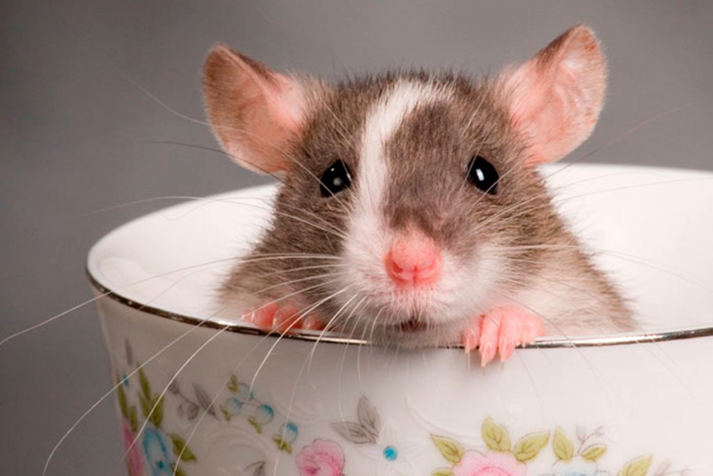 Desratização: Riscos à saúde que os ratos podem trazer