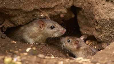 Desratização: Como identificar uma infestação de ratos