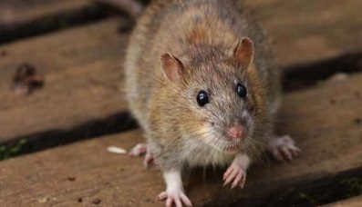 Desratização: Doenças transmitidas por ratos