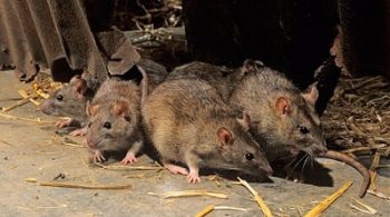 Desratização: Prevenção contra ratos