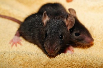 Desratização: Como eliminar ratos