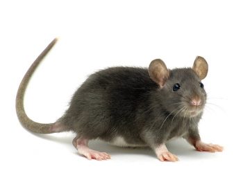 Desratização: Saiba qual a importância dedetização de ratos