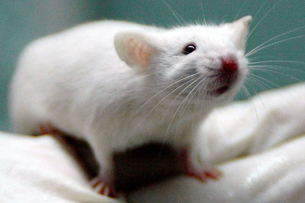 Desratização: Algumas dicas para combater os ratos