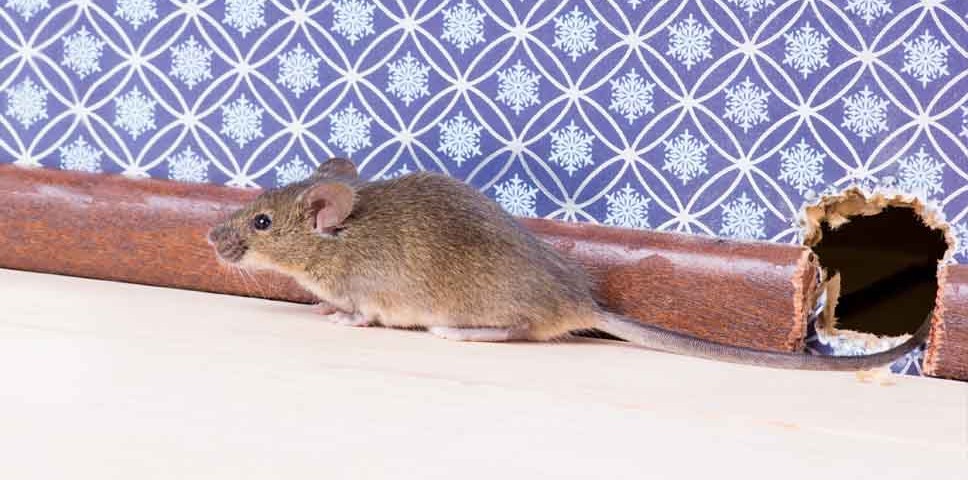 Desratização: Como é feito o controle de ratos?