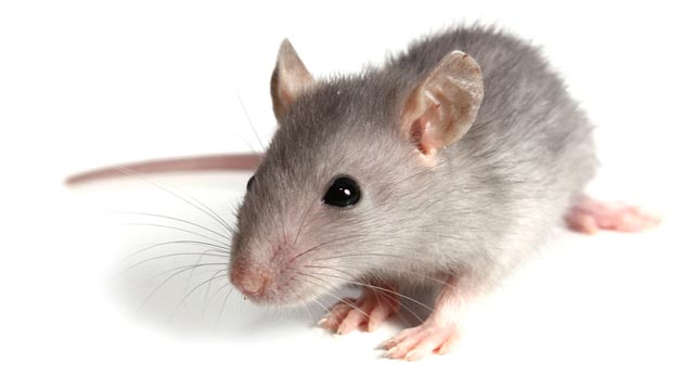 Desratização: Infestação de ratos no condomínio
