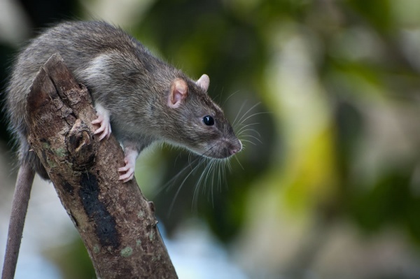 Desratização: Você conhece todos tipos de ratos?
