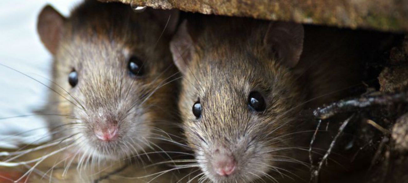 Desratização: Controle de ratos