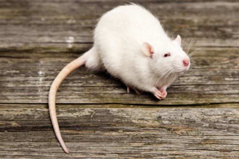 Desratização: Quanto tempo a dedetização para ratos funciona
