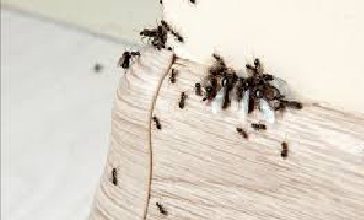 Razões para aparecerem insetos dentro da sua casa (evite ao máximo)