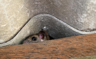 Como descobrir se tem rato no telhado