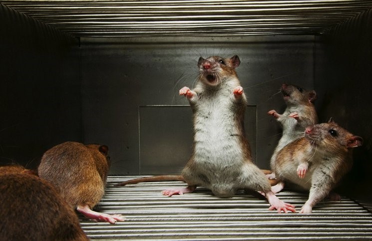 Venenos caseiros e remédios para matar ratos