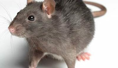Como eliminar os ratos da sua casa
