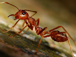 Tudo que você precisa saber sobre as formigas