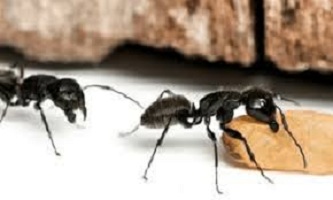 Prevenção de formigas: como prevenir infestação de formigas?