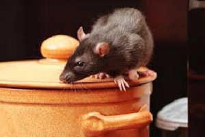 Ratos: como é que posso ter roedores urbanos na minha casa