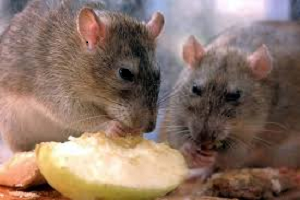 Doenças transmitidas por ratos