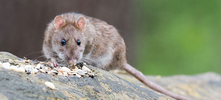 Como acabar com os ratos e baratas que vêm do imóvel vizinho?