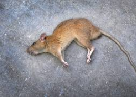 Como se livrar de um rato morto com segurança