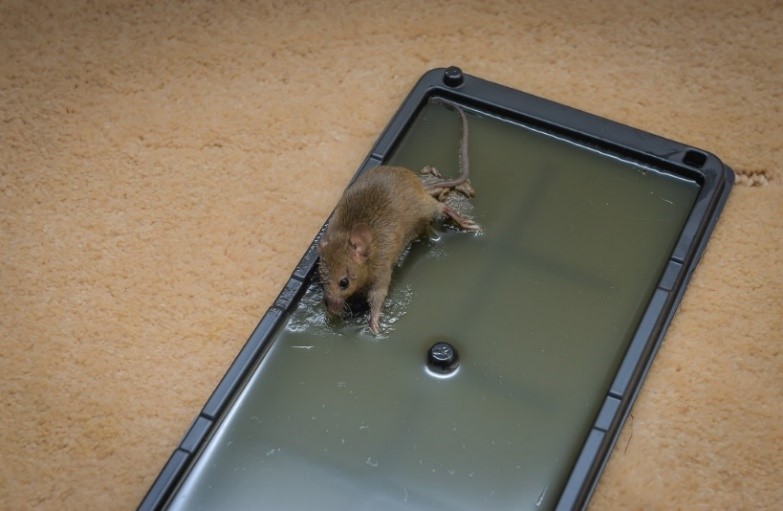 Ratoeira adesiva para ratos