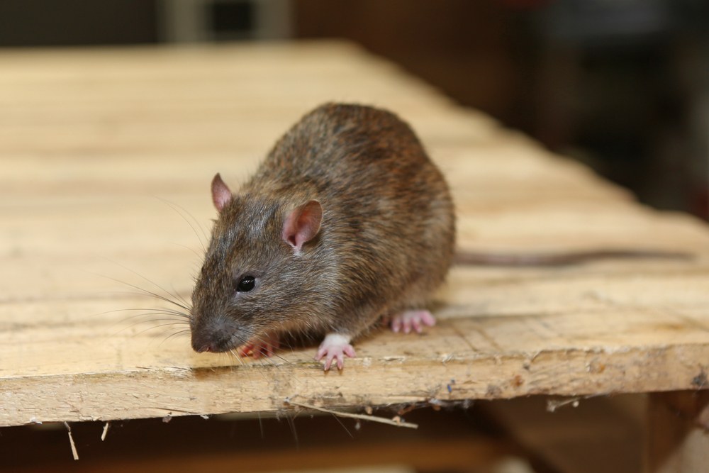 Como identificar uma infestação de ratos